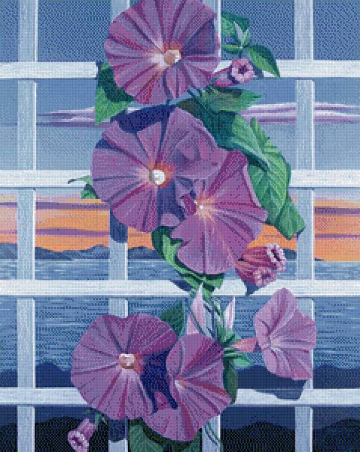 вьюнок - предпросмотр