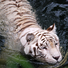 Схема вышивки «nтигр»