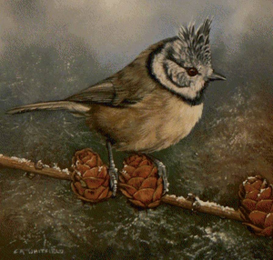 Серия "Птицы" - птицы, шишки - предпросмотр