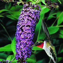 Схема вышивки «Серия "Птицы"»