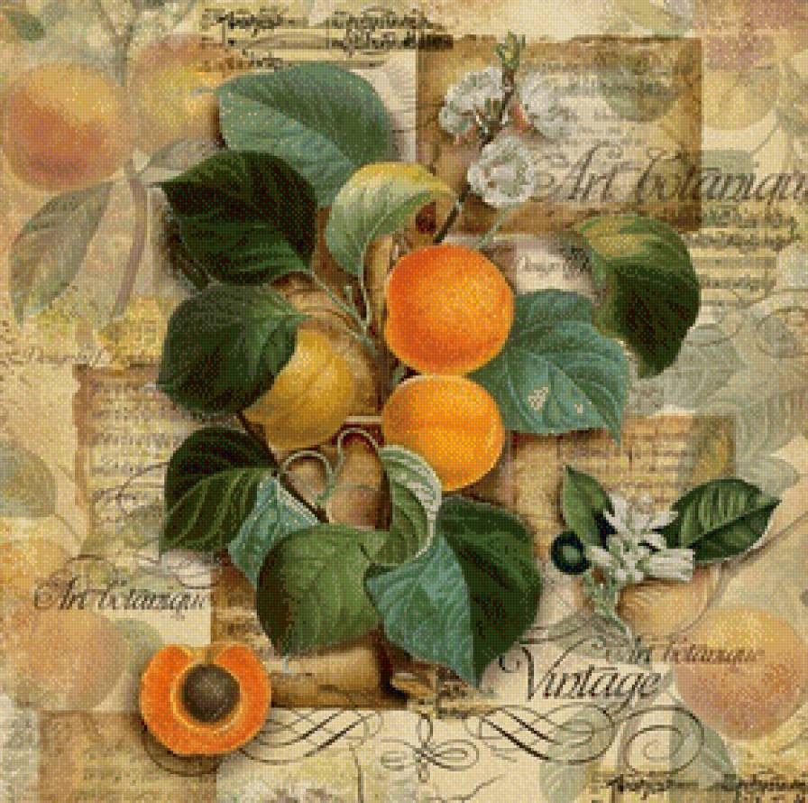 абрикосы - фрукты, кухня - предпросмотр