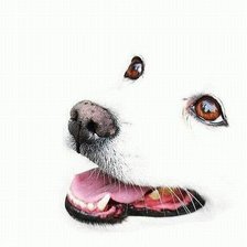 преданный взгляд