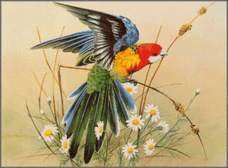 Серия "Птицы" - попугаи, птицы - предпросмотр