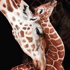 Схема вышивки «Жирафы»