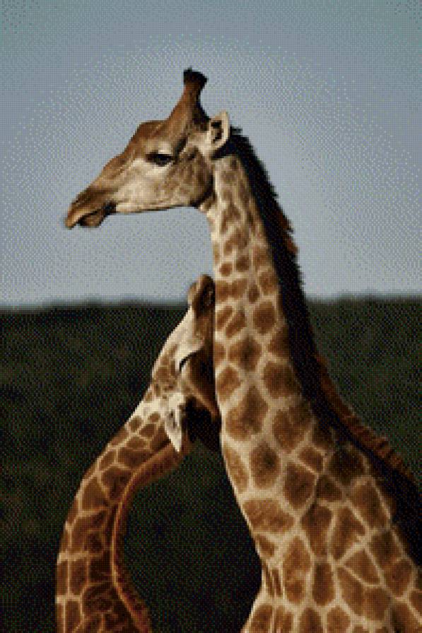 Жирафы - предпросмотр