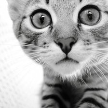 Схема вышивки «Котик»