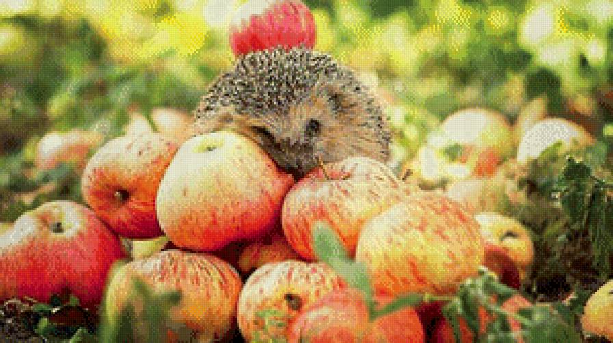 Милый ежик - предпросмотр