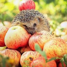 Схема вышивки «Милый ежик»