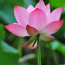 Схема вышивки «Лотос»