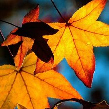 Схема вышивки «Falling leaves»