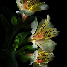 Схема вышивки «Лилии»