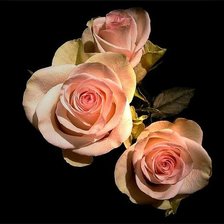 Схема вышивки «Розы»