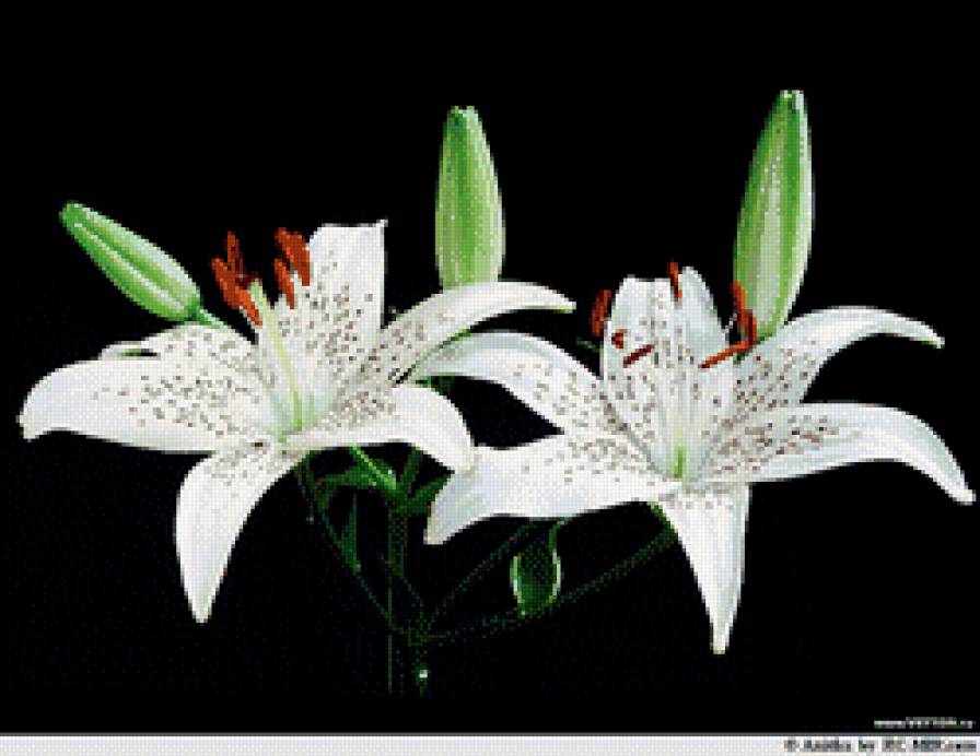 Лилии - цветы, на черном - предпросмотр