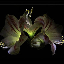 Схема вышивки «Лилии»