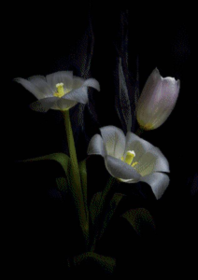 Цветы - цветы, на черном - предпросмотр