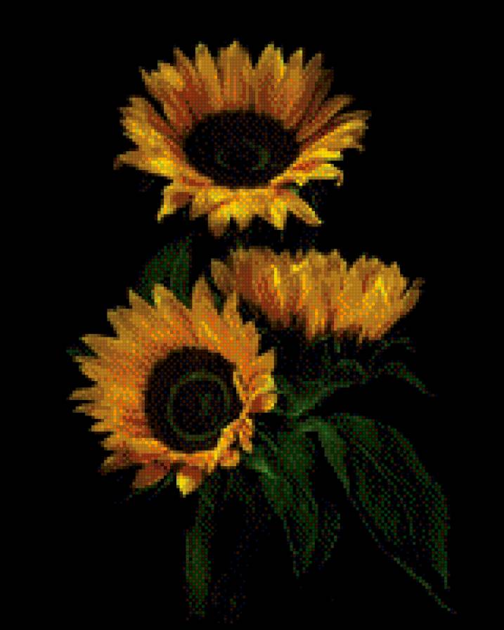 Подсолнухи - цветы, на черном - предпросмотр