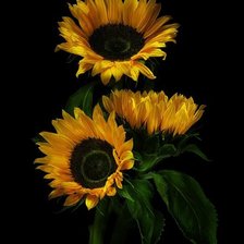 Подсолнухи