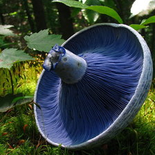 Схема вышивки «№479047»