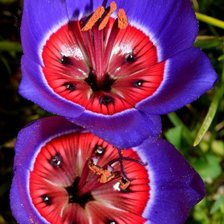 Схема вышивки «№479054»