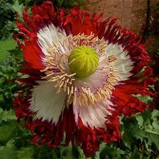 Схема вышивки «№479055»