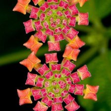 Схема вышивки «№479067»