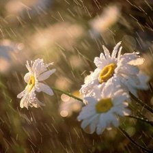 Схема вышивки «№479089»