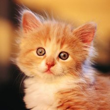 Схема вышивки «№479196»