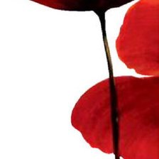 Схема вышивки «Триптих Маки часть 1»