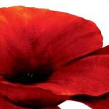 Схема вышивки «Триптих маки часть 2»