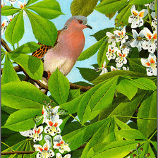 Схема вышивки «Серия "Птицы"»