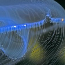 Схема вышивки «Медуза.»