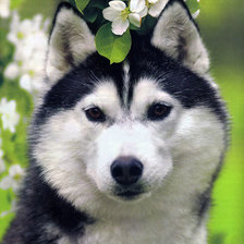 Схема вышивки «12»