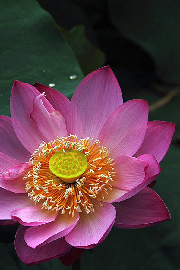 Лотос - цветы, лотос - оригинал