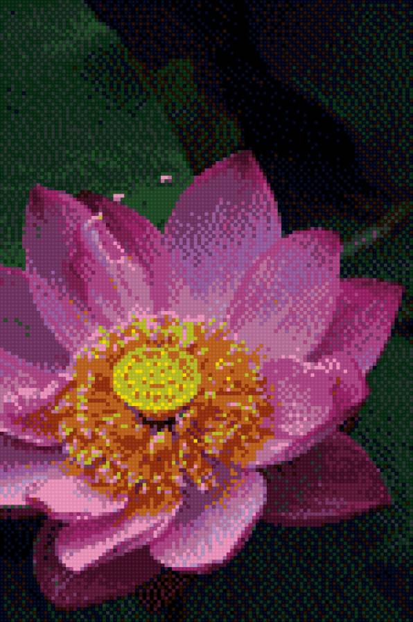 Лотос - цветы, лотос - предпросмотр