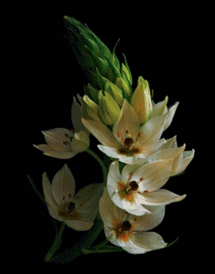 Цветы - на черном, цветы - предпросмотр