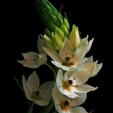 Схема вышивки «Цветы»