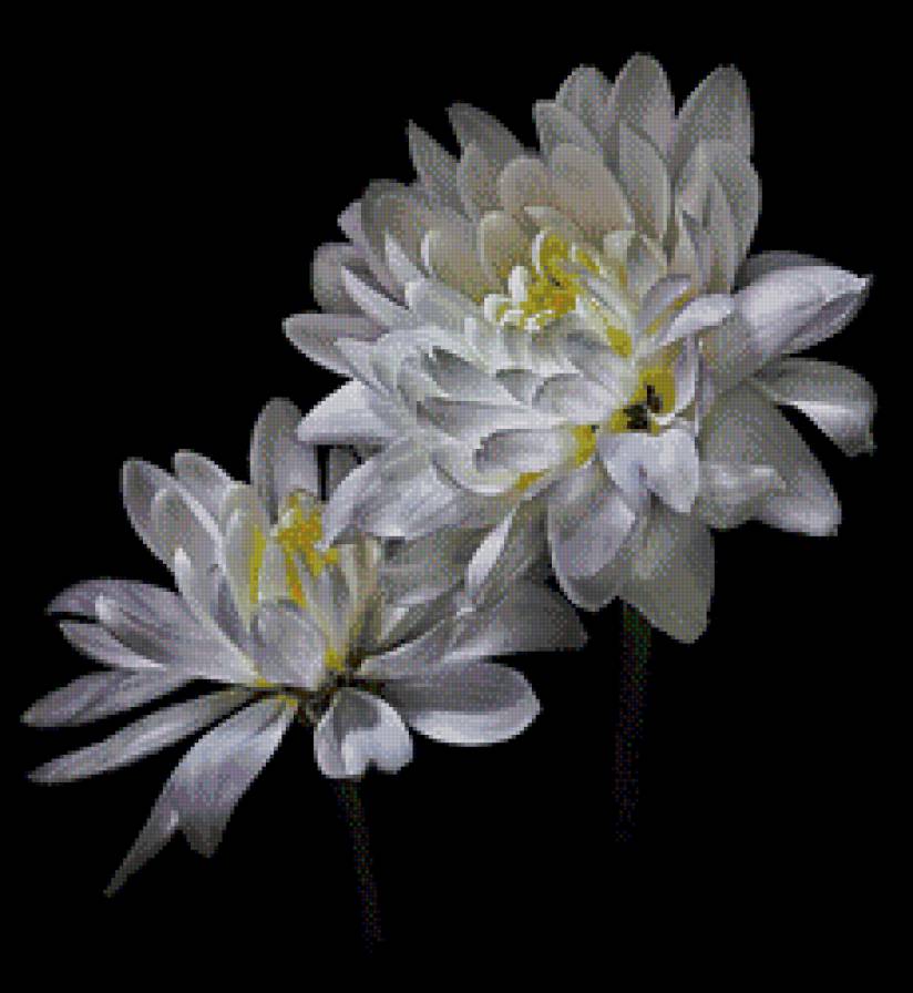 Цветы - на черном, цветы - предпросмотр