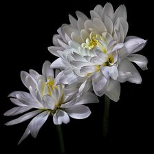 Схема вышивки «Цветы»