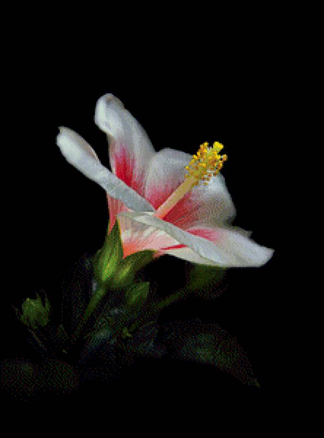 Цветок - на черном, цветы - предпросмотр