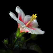 Схема вышивки «Цветок»