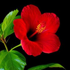 Китайская роза