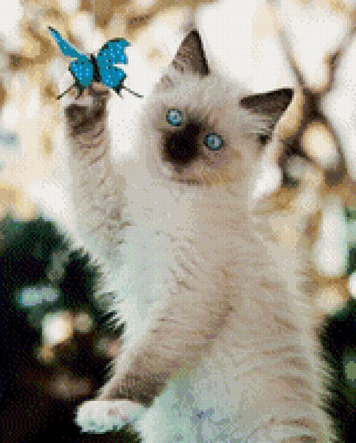 кошка - кошки, животные - предпросмотр