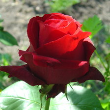 Огонь любви