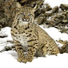 Схема вышивки «Рысь»