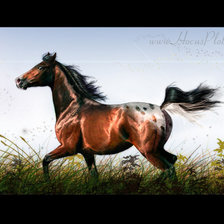 Схема вышивки «гнедой»