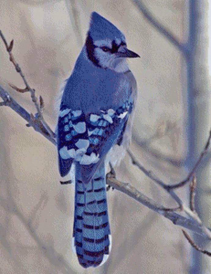 №480427 - растение, птицы, природа - предпросмотр