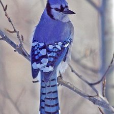 Схема вышивки «№480427»