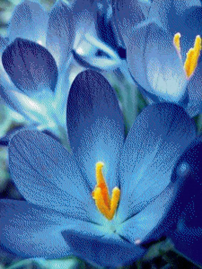 №480430 - природа, цветы, растение - предпросмотр