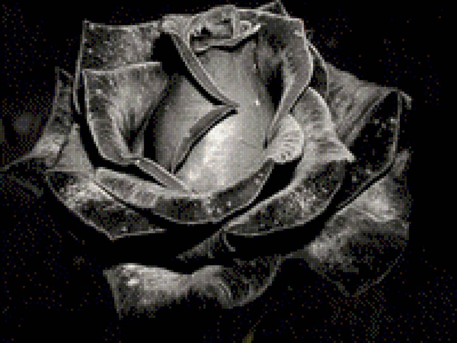 черная роза - монохром, цветы, роза, черно-белое - предпросмотр