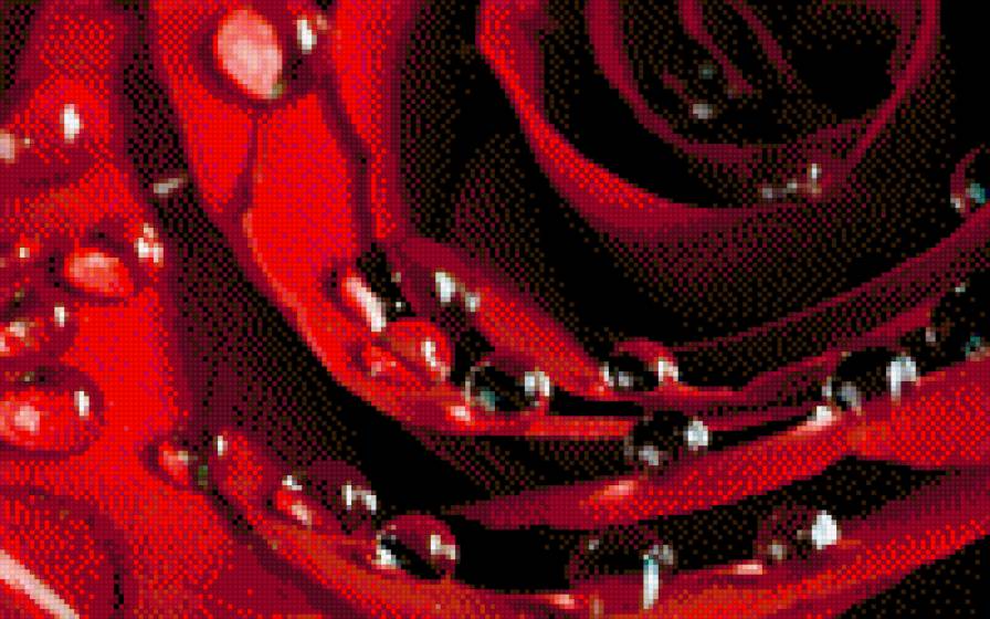 Роза - роса, роза, цветы - предпросмотр